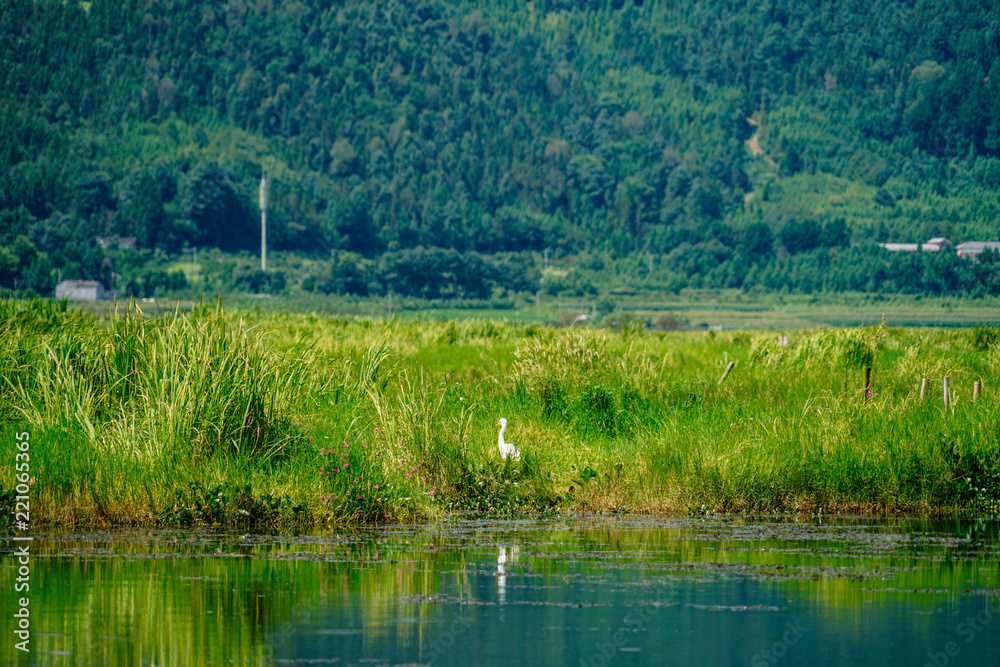 wet land 