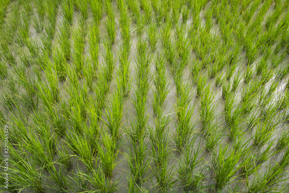 Top view of green paddy field in farm. Agriculture for food. Top view of green paddy field in farm. Agriculture for food.