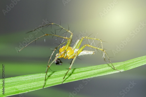 Spiders in the forest  photo