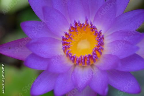 lotus blossoms or water lily flowers.