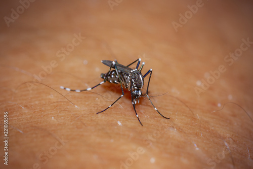 Blood sucking mosquito (Aedes aegypti), carrier of the dengue fever
