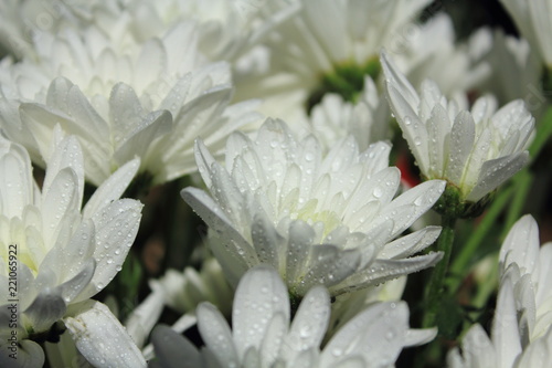 Fototapeta Naklejka Na Ścianę i Meble -  closeup white flowers