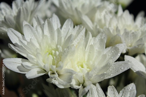 Fototapeta Naklejka Na Ścianę i Meble -  closeup white flowers
