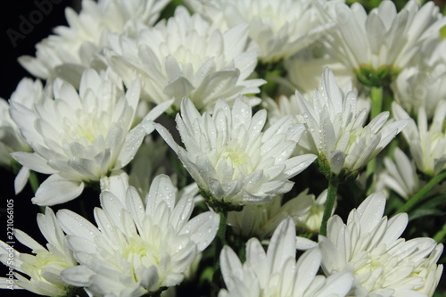 closeup white flowers