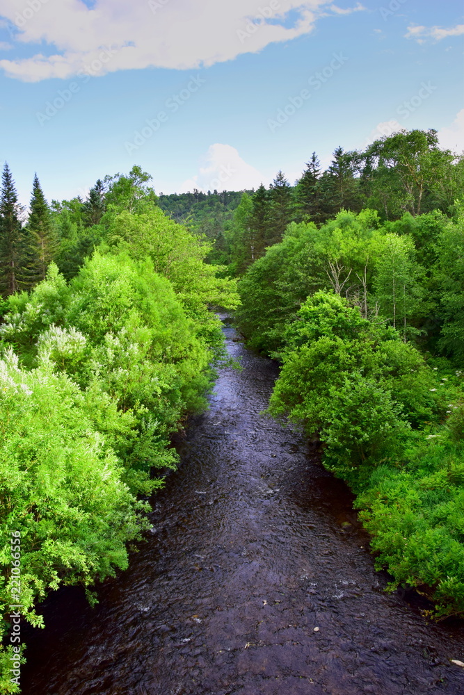 Top view of the river in the forest. The river goes far in the middle of the taiga. Spruce-deciduous forest, blue sky. Top view of the river in the forest. The river goes far in the middle of the taiga. Spruce-deciduous forest, blue sky.