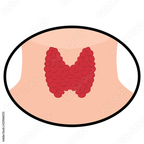Thyroid vector illustration on a white background