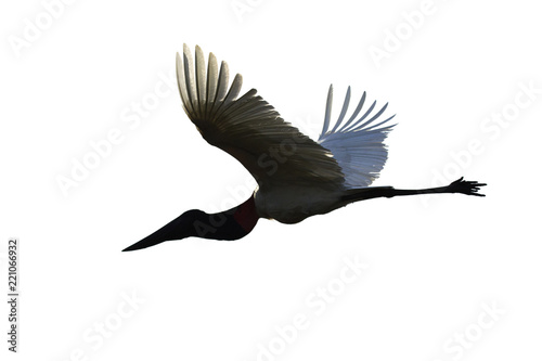 Jabiru stork flying photo