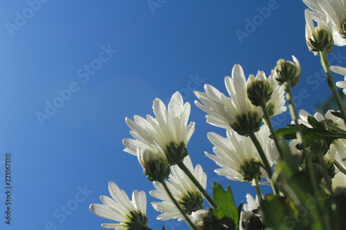 Fototapeta Naklejka Na Ścianę i Meble -  closeup white flowers