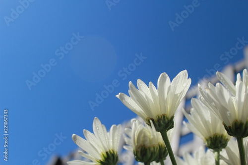 Fototapeta Naklejka Na Ścianę i Meble -  closeup white flowers