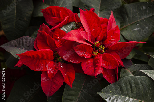 Christmas star or poinesettia red in the garden