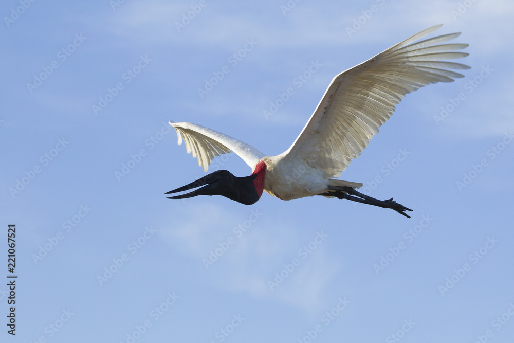 Obraz premium Jabiru stork flying