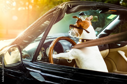 dog drivers license  driving a car photo