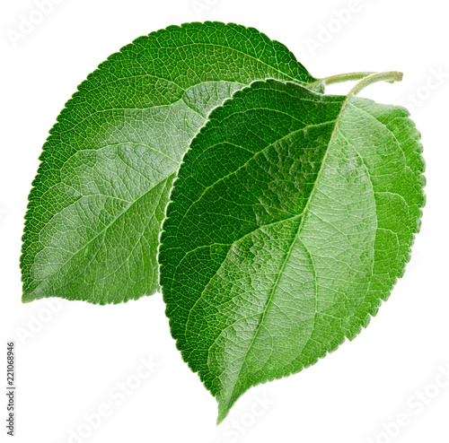 Green apple leaf isolated