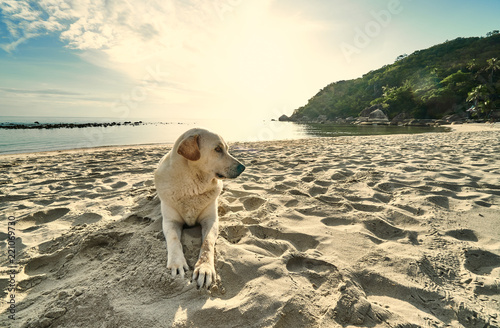 Fototapeta Naklejka Na Ścianę i Meble -  White dog lies on a sandy beach on a sunny morning
