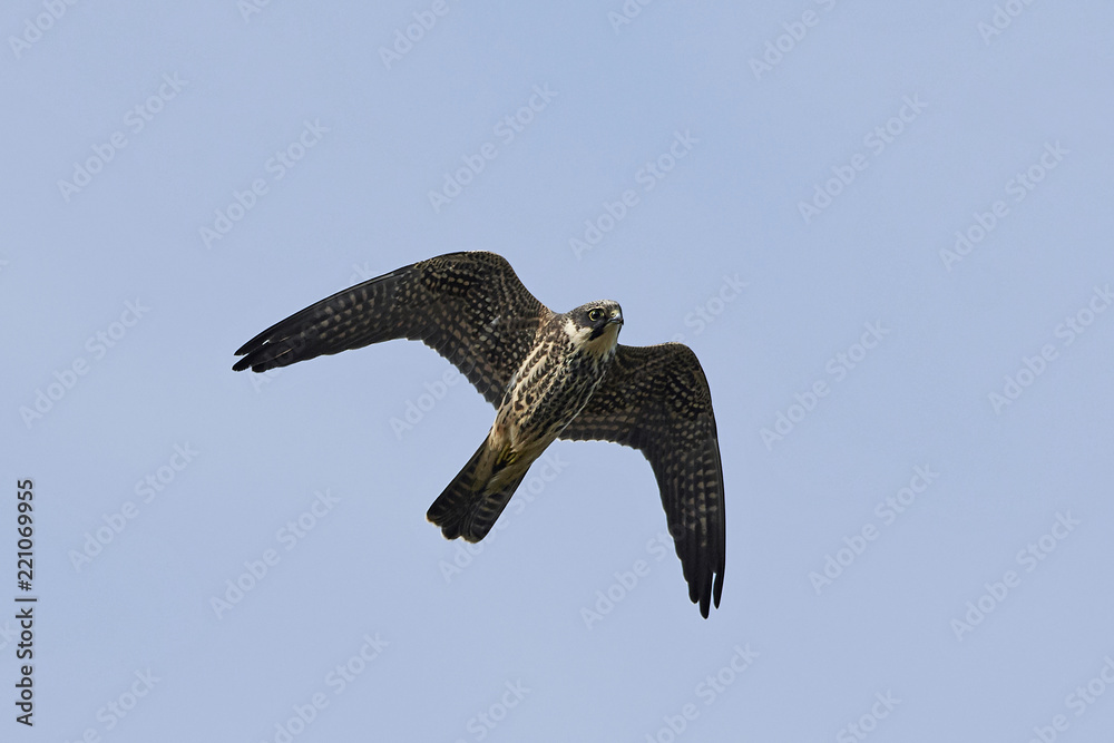 Fototapeta premium Eurasian hobby (Falco subbuteo)