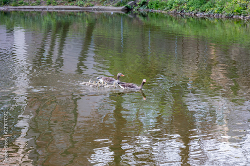Swimming birds family