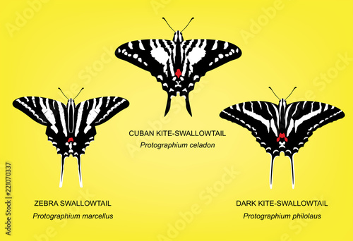 Butterfly Swallowtail Set Vector Illustration photo