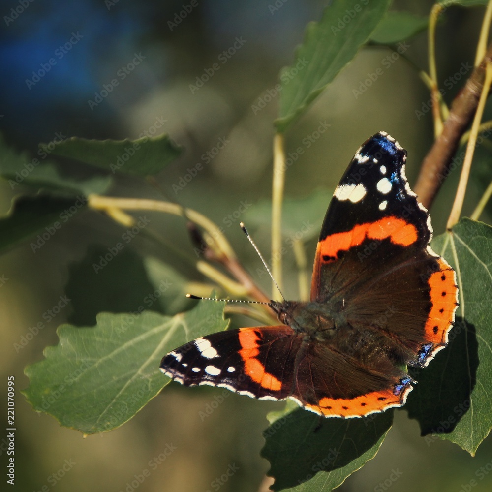Colorful butterfly vanessa atalanta sitting on leaves and flowers collecting nectar Colorful butterfly vanessa atalanta sitting on leaves and flowers collecting nectar