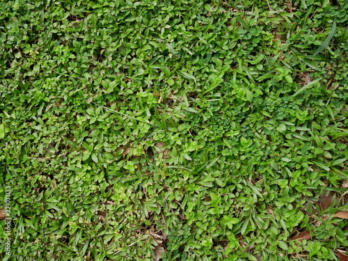 field green background
