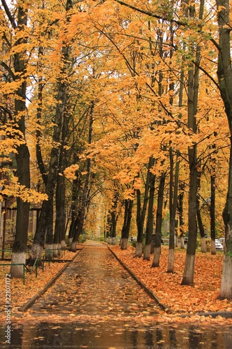 Fototapeta Naklejka Na Ścianę i Meble -  Alley in the city in the autumn among houses and roads with trees and orange foliage