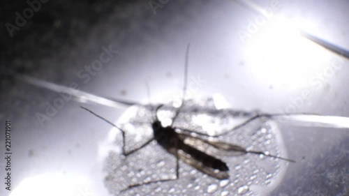 Insect analysis in a lab close up