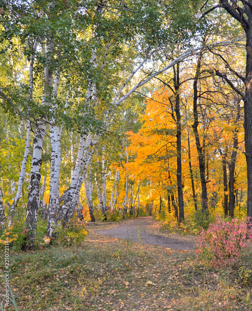 white birches in the autumn forest, the road going into the depths of the forest, the colors of autumn, sunlight