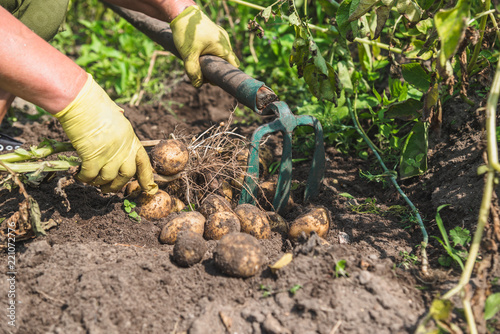 Fresh organic potato harvest on field. Farmer digging potatoes from the ground.