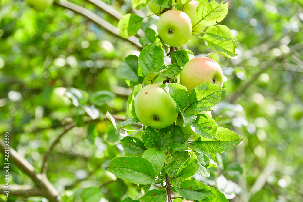 Fresh, natural, organic, juicy apples. Apples on a branch on a tree. Apple orchard. Eco-friendly product