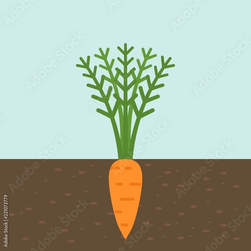 carrot, vegetable with root in soil texture, flat design