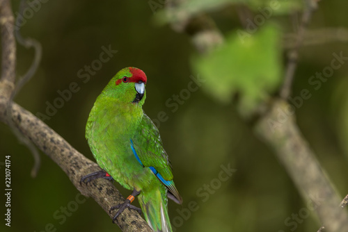 Red-crowned parakeet, or kakariki, perched on a branch in Wellington, New Zealand.