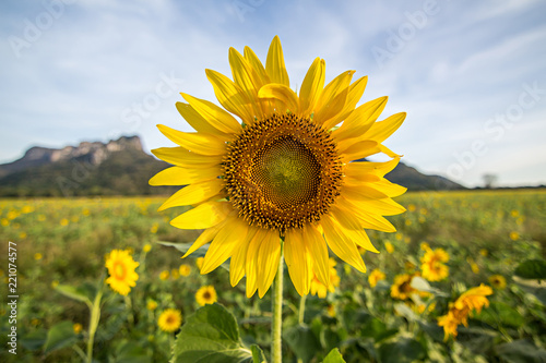 Sunflower, sunflower field,winter in Asia, Thailand, province Lopburi