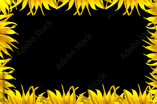 Sunflower, big black background,and Space for Text