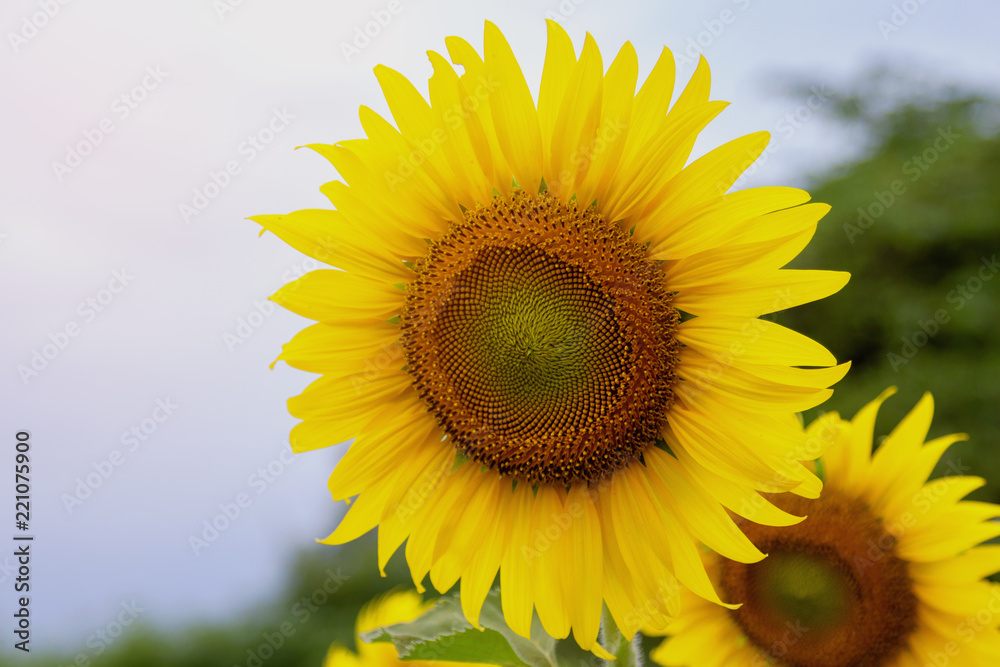Close up beautiful sunflowers blooming in the field, blue sky and blur background Close up beautiful sunflowers blooming in the field, blue sky and blur background