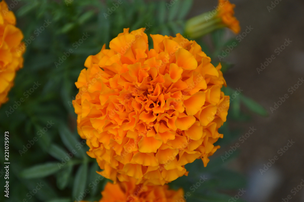 花びらがポンポンのように並んだオレンジ色の花 花びらがポンポンのように並んだオレンジ色の花