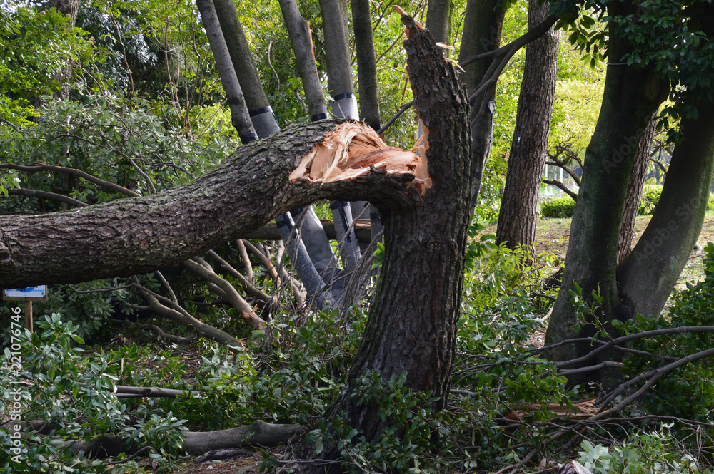 台風の突風で折れた大木の幹