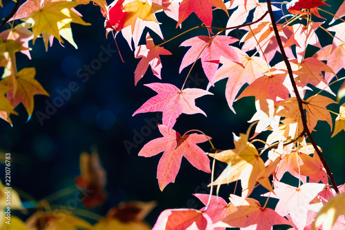 Season of beautiful autumn leaves