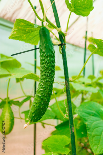 cucumbers on a branch in a greenhouse