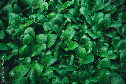 leaves background texture. green leaf © EwaStudio