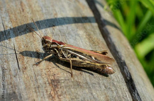A brown grasshopper sits on an old log close-up
