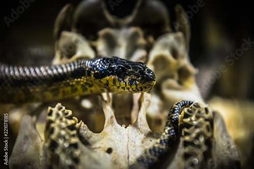 Deadly American Kingsnake and old skull © konoplizkaya