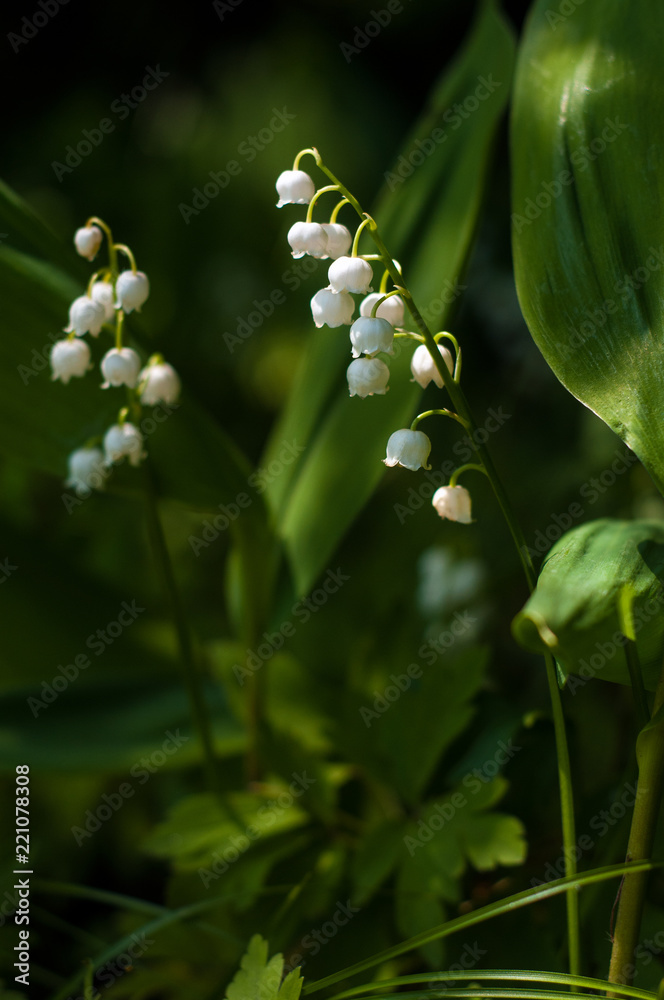 Lily of the valley (Convallária) flower in the spring forest. Beautiful may-lily blooming in the garden. Lily of the valley (Convallária) flower in the spring forest. Beautiful may-lily blooming in the garden.