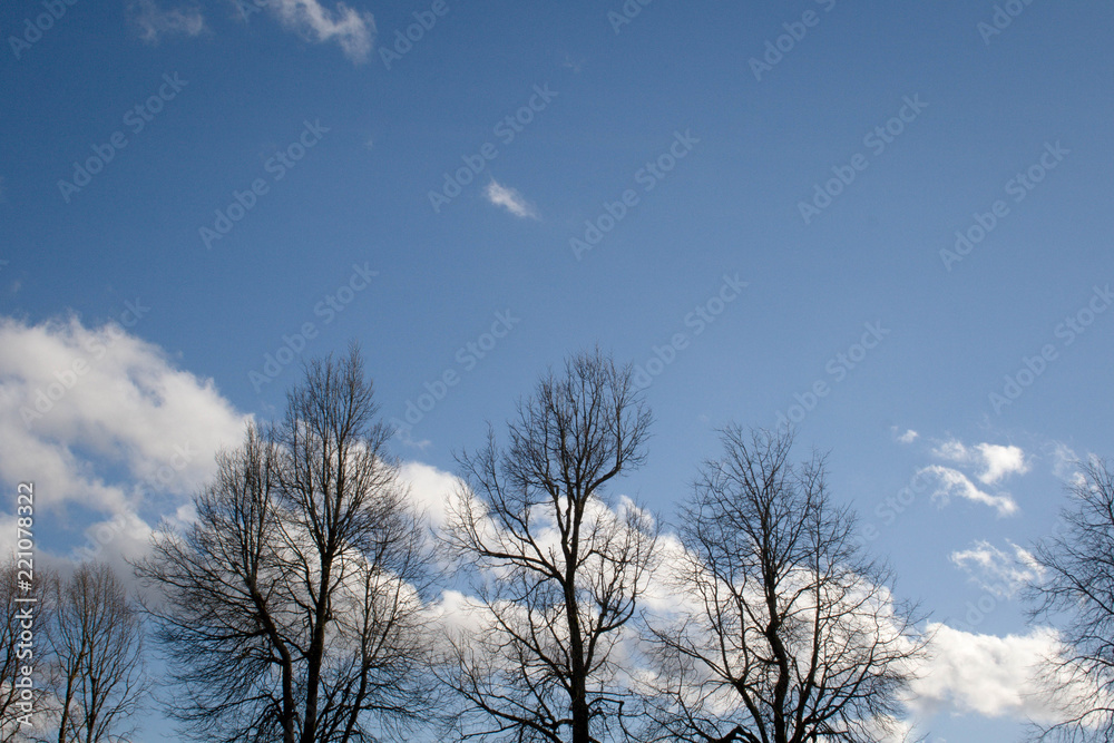 dry tree silhouette on blue sky with clouds as early spring background dry tree silhouette on blue sky with clouds as early spring background