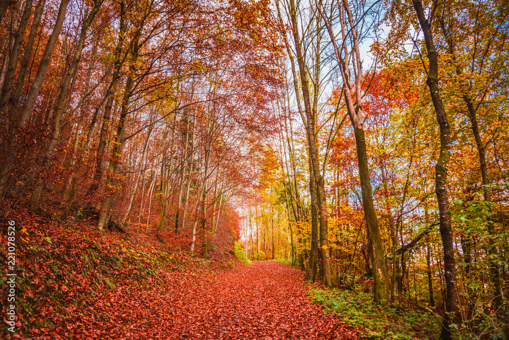 Beautiful orange and red autumn forest Beautiful orange and red autumn forest