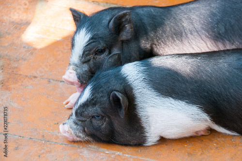 Two black pigs are lying on orange floor