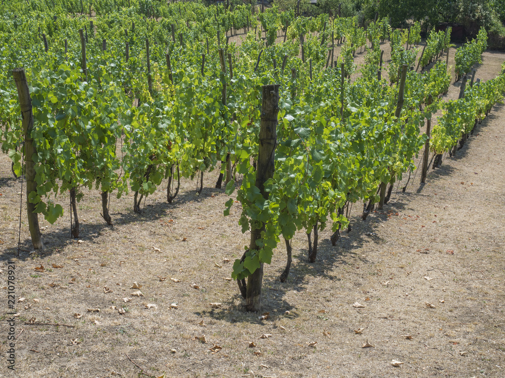 close up grapevine on vineyard in Benatky nad Jizerou, Czech republic