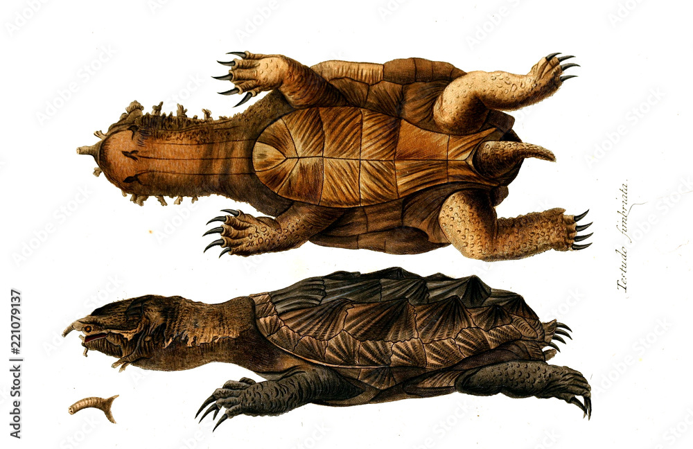 Fototapeta premium Illustration of a reptile.