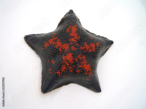 starfish photo