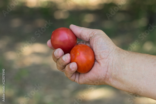 Man's hand taking two organic tomatoes against green natural background