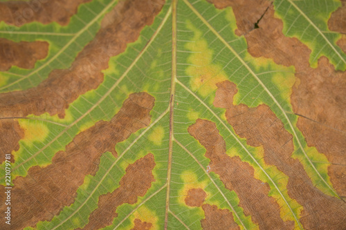 Autumn leaves close-up