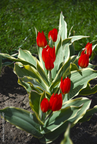 Beautiful bright red tulips in a garden bed on a sunny day.